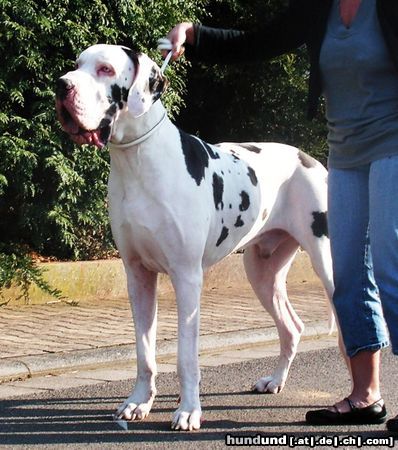 Deutsche Dogge In Extremo vom White Temple HDA/EDO