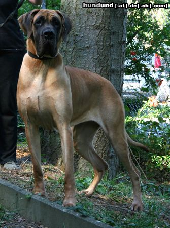 Deutsche Dogge Hunde Foto 46664 in höherer Auflösung ansehen Deutsche Dogge Carna-Celestina Druzyna Marzen