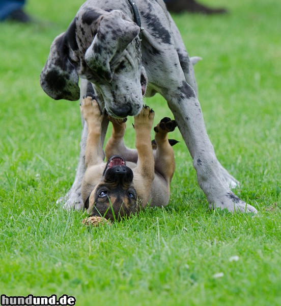 Deutsche Dogge Hunde Foto 47153 Deutsche Dogge Deutsche Dogge und Französich Bulldog/ Dt. Jagdterriermixwelpe- Welpe- Welpegruppe