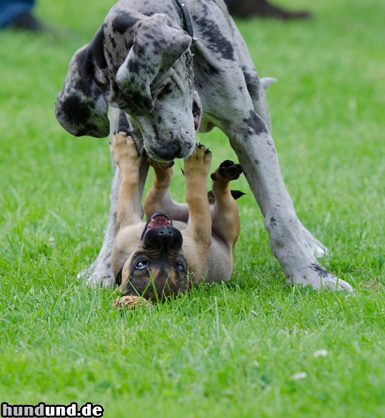 Deutsche Dogge Deutsche Dogge und Französich Bulldog/ Dt. Jagdterriermixwelpe- Welpe- Welpegruppe 