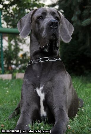 Deutsche Dogge Hunde Foto 46571 in höherer Auflösung ansehen Deutsche Dogge Bea vom Raufenstein