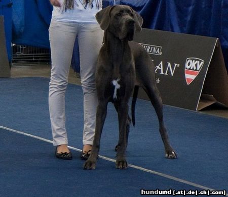 Deutsche Dogge Hunde Foto 46569 in höherer Auflösung ansehen Deutsche Dogge Bea vom Raufenstein