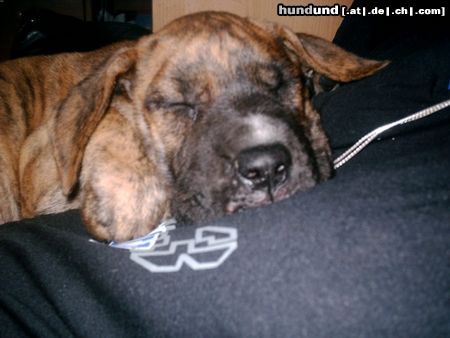 Deutsche Dogge Hunde Foto 12678 Deutsche Dogge