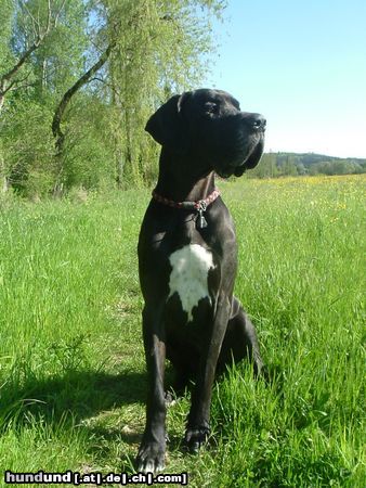 Deutsche Dogge hassan vom aischgrund