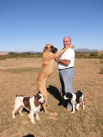 Deutsche Dogge Hunde Foto 36174 Deutsche Dogge Am. Ch. Magnum vom King Charles