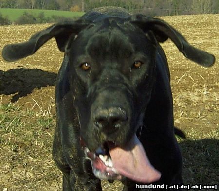 Deutsche Dogge Hunde Foto 12524 Deutsche Dogge