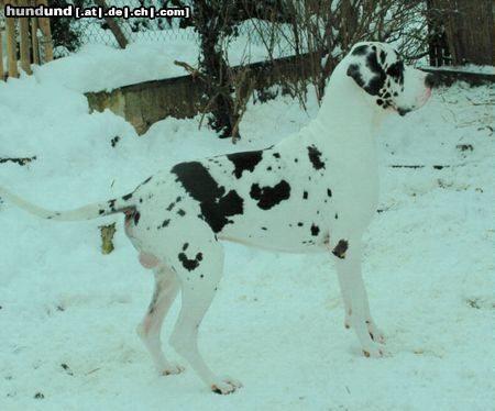 Deutsche Dogge Hunde Foto 19028 in höherer Auflösung ansehen Deutsche Dogge Empero vom Wasigenstein