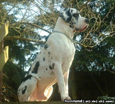 Deutsche Dogge Hunde Foto 3184 Deutsche Dogge Empero vom Wasigenstein