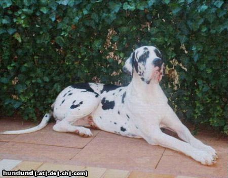 Deutsche Dogge Hunde Foto 9118 Deutsche Dogge Empero vom Wasigenstein
