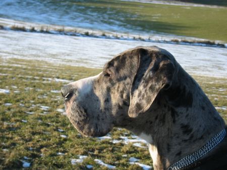 Deutsche Dogge Hunde Foto 2440 Deutsche Dogge Das ist Wilson vom schwarzen Ort