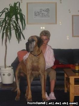 Deutsche Dogge Hunde Foto 12374 Deutsche Dogge Douglas und Gaby:))