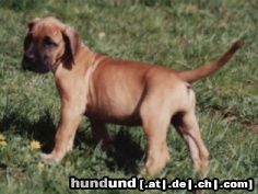 Deutsche Dogge Hunde Foto 3581 Deutsche Dogge Wer ist den da?