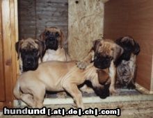 Deutsche Dogge Hunde Foto 3582 Deutsche Dogge Aua