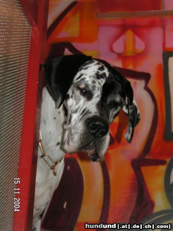 Deutsche Dogge Hunde Foto 17362 in höherer Auflösung ansehen Deutsche Dogge Ruhe bitte !!!