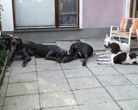 Deutsche Dogge Hunde Foto 26795 Deutsche Dogge Harmonie - da könnten sich die Zweibeiner ein Beispiel nehmen