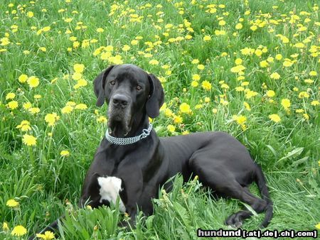Deutsche Dogge Hunde Foto 11299 Deutsche Dogge hund im blumenfeld