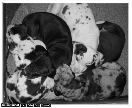 Deutsche Dogge Hunde Foto 8685 Deutsche Dogge
