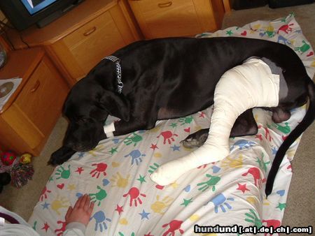 Deutsche Dogge Hunde Foto 12086 Deutsche Dogge arme dogge (hassan vom aischgrúnd)