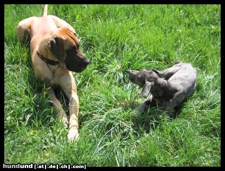 Deutsche Dogge Hunde Foto 11699 Deutsche Dogge Cayla & Thay