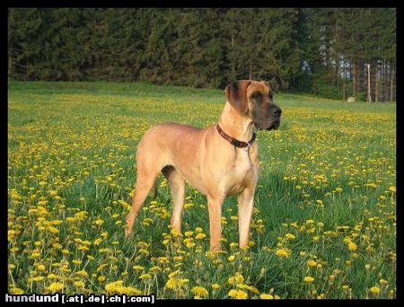 Deutsche Dogge Hunde Foto 11697 Deutsche Dogge Cayla