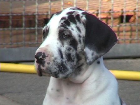Deutsche Dogge Hunde Foto 1000 Deutsche Dogge Kimberly