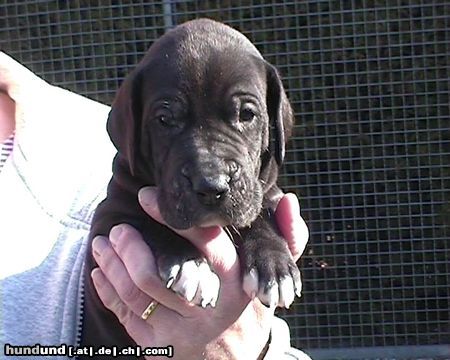 Deutsche Dogge Hunde Foto 2831 Deutsche Dogge Doggenwelpe, 4 Wochen alt