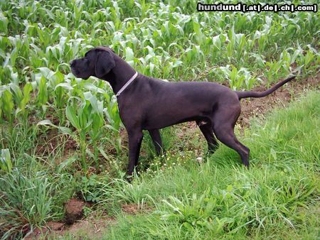 Deutsche Dogge Hunde Foto 13112 Deutsche Dogge