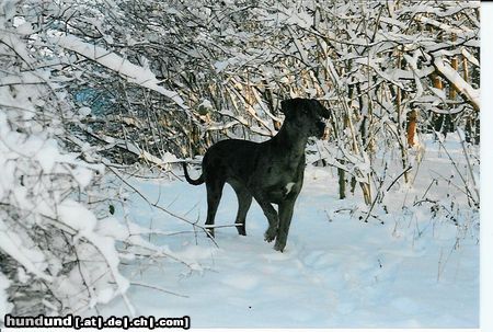 Deutsche Dogge Hunde Foto 2890 Deutsche Dogge Hat mich jemand gerufen???