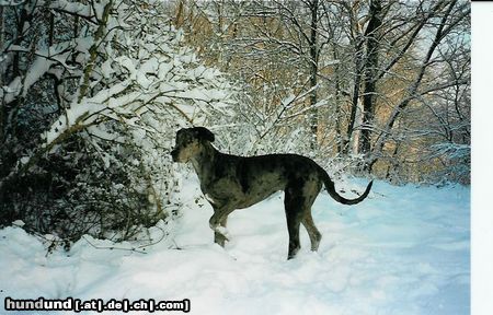 Deutsche Dogge Hunde Foto 2891 Deutsche Dogge Brrrr schnee ist aber kalt!!