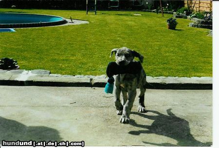 Deutsche Dogge Hunde Foto 2892 Deutsche Dogge *ganzstolzbin*