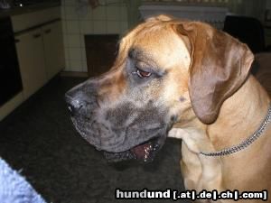 Deutsche Dogge Hunde Foto 8633 Deutsche Dogge Luna