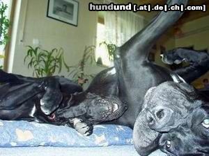 Deutsche Dogge Hunde Foto 12370 Deutsche Dogge Buffalo&Joyce