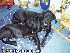 Deutsche Dogge Hunde Foto 12369 Deutsche Dogge Buffalo&Joyce