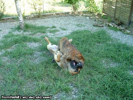 Deutsche Dogge Hunde Foto 4355 Deutsche Dogge Ich hab dich!!!