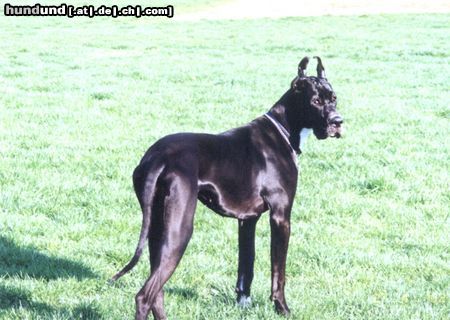 Deutsche Dogge Hunde Foto 13596 Deutsche Dogge Bardotka Saxifraga