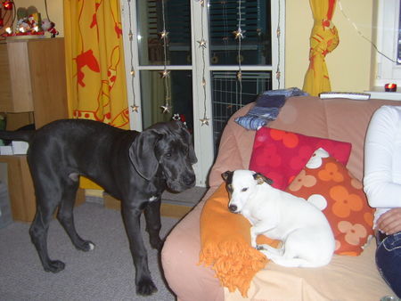 Deutsche Dogge Hunde Foto 40633 Deutsche Dogge Mitch mit JackRussel-Freundin Cocki
