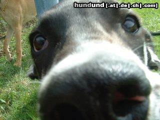 Deutsche Dogge Hunde Foto 4351 Deutsche Dogge Schau mir in die Augen!!!