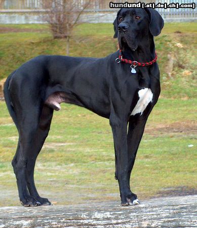 Deutsche Dogge Hunde Foto 11782 Deutsche Dogge hassan vom aischgrund