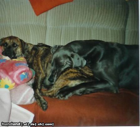 Deutsche Dogge Hunde Foto 8588 Deutsche Dogge Dino und Harley beim schlafen auf Sofa