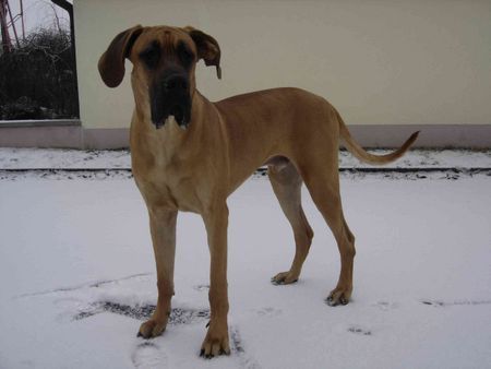 Deutsche Dogge Hunde Foto 43534 in höherer Auflösung ansehen Deutsche Dogge Endlich Schnee