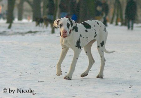 Deutsche Dogge Hunde Foto 28989 in höherer Auflösung ansehen Deutsche Dogge Prater