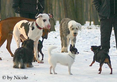 Deutsche Dogge Hunde Foto 28990 in höherer Auflösung ansehen Deutsche Dogge Groß gegen Klein