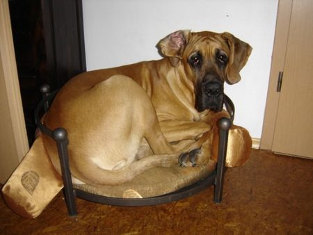Deutsche Dogge Hunde Foto 43192 in höherer Auflösung ansehen Deutsche Dogge Eng gibt´s nicht