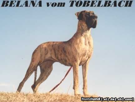 Deutsche Dogge Hunde Foto 3577 Deutsche Dogge Belana vom Tobelbach