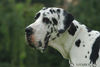 Deutsche Dogge Foto: Auf einer Ausstellung (ID 34655) Deutsche Dogge Hund
