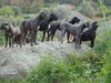 Deutsche Dogge Foto: Zuchtgruppe (ID 42285) Deutsche Dogge Hund
