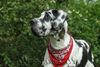 Deutsche Dogge Foto: Gefleckte Dogge (ID 34168) Deutsche Dogge Hund