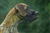 Deutsche Dogge Foto: Gestromte Dogge (ID 34166) Deutsche Dogge Hund