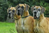 Deutsche Dogge Foto: 3 Generationen (ID 34167) Deutsche Dogge Hund