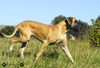 Deutsche Dogge Foto: Deutsche Dogge (ID 34658) Deutsche Dogge Hund